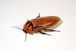 Schabe (Eublaberus distanti) - cave-dwelling cockroach