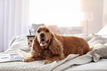 Wall Mural - Cute Cocker Spaniel dog on bed at home. Warm and cozy winter