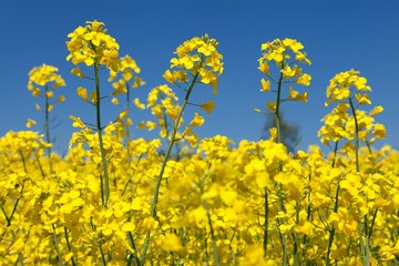 rapeseed canola or colza field in latin Brassica Napus