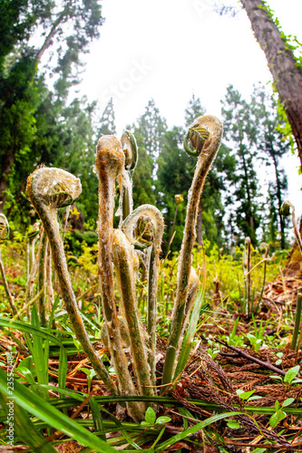 山菜 森の中で栽培しているゼンマイ Stock Photo Adobe Stock