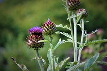 Cardoon Is An Edible Thistle Found In Scotland And Is Also Called The Globe Artichoke