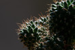 Green cactus with sharp spikes
