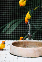 Birds Drinking Water From A Fountain