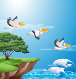 Fototapeta Fototapety na ścianę do pokoju dziecięcego - Pelican flying on sky