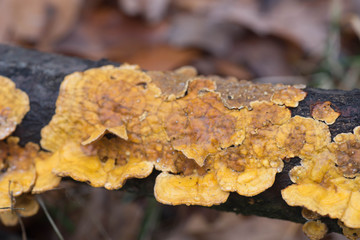 Wall Mural - orangev polypore fungus on tree macro