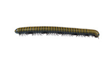 Millipede/insect