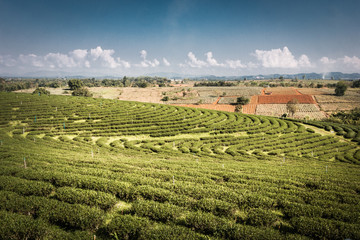 Wall Mural - Green tea farm on the mountain.