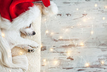 Sleeping Dog In Christmas Hat
