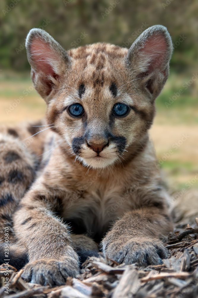 baby puma