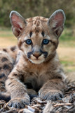 Baby cougar, mountain lion or puma