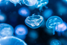 Jellyfish Moving Through Water