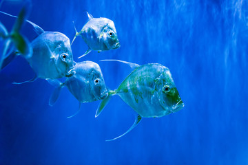 Canvas Print - Silver Lookdown fish in aquarium