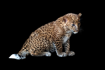 Leopard cub on a black background