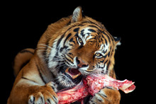 Tiger Eating Meat On Black Background
