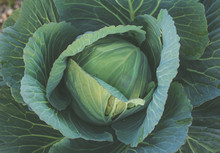 Cabbage In The Garden With Vintage Filter