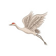 Red-crowned crane in flying action, side view. Wild bird with long beak, legs and neck. Flat vector design