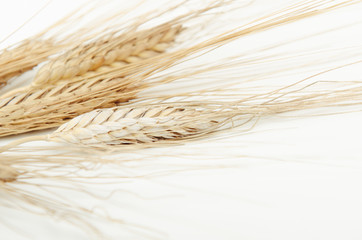 Dried ears of cereal in a bundle on white background.