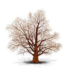 Wall Mural - detached tree without leaves with shadow