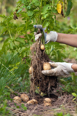 Wall Mural - potato harvesting in the garden