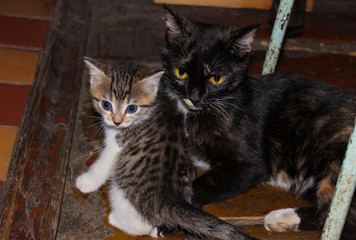 Mom cat with a small kitten lying on the floor