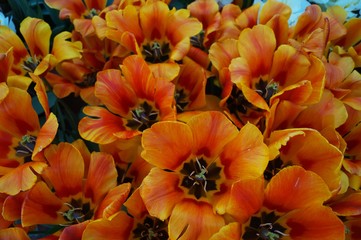 Wall Mural - Orange Tulips