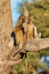 Wall Mural - monkey chacma baboon, namibia africa safari wildlife