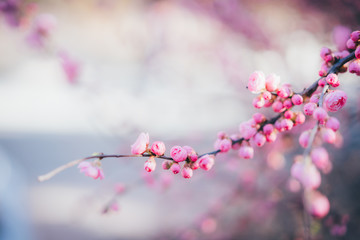 A blooming pink cherry blossom in spring