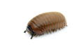 Image of pill millipede(Oniscomorpha) isolated on a white background. Glomerida. Insect. Animal.