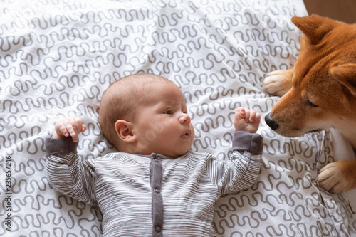 Newborn Baby Boy And Friendly Shiba Inu Dog In Home Bedroom