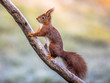 Red squirrel on frosty branch