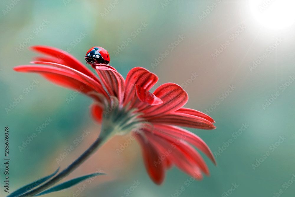 500px Photo ID: 178500237  Beautiful ladybug on leaf defocused background - obrazy, fototapety, plakaty 