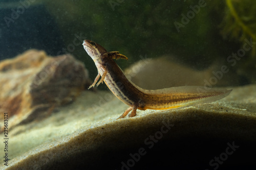 Fotografia, Obraz Tadpole of Common newt, Triturus vulgaris
