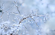 Winter icy branch after freezing rain. Winter background