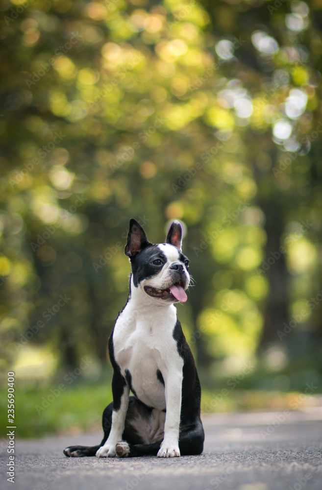 Boston terrier dog posing in city center park. Young boston terrier	 - obrazy, fototapety, plakaty 