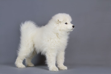 Wall Mural - Samoyed puppy posing in the studio grey background. Show puppy.	