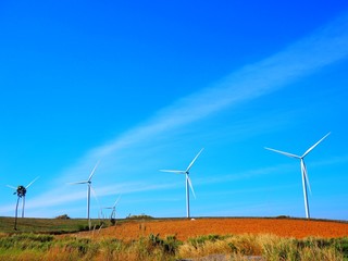 wind turbines in the field