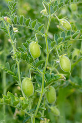 Green pod chickpea are growing on the field