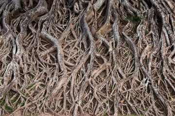 Wall Mural - root of the tree ,background tree roots for graphics.