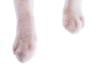 cat paw isolated on white background