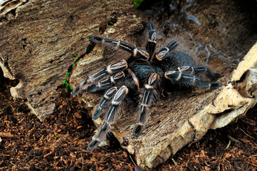 Canvas Print - Argentinische Vogelspinne (Eupalaestrus weijenberghi) - White Collared Tarantula