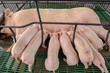 © chayakorn - Lot of Piglets sucking milk from sow mother with clean body in modern domestic housing farm.
