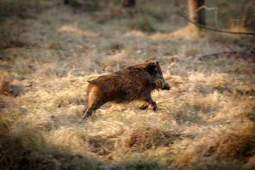 Running wild boar