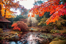 Autumn In Japanese Park, The Hague