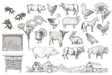 Collection of farm animals. Vector eps10 isolated illustrations.