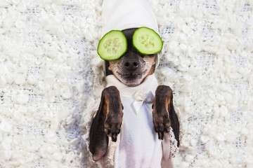 A dog takes a spa. Relax. A dog with cucumbers in his eyes. Wellness masks for the face. The dog takes care of health.