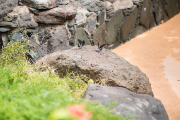 Two small butterflyes on a rock.