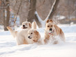 Group of golden retriever dogs in winter