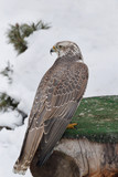 Fototapeta Do pokoju - Young saker falcon is sitting on a stump. Falco cherrug. Close up.
