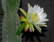 Close Up Of Night Blooming Cereus Jamacaru Mandacaru Cactus Flower Showing Part Of The Stem On A Dark Background