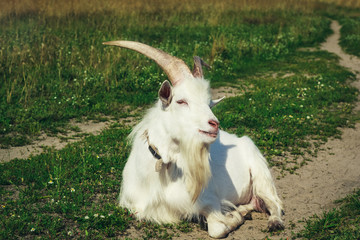 White goat with horns and beard on pasture